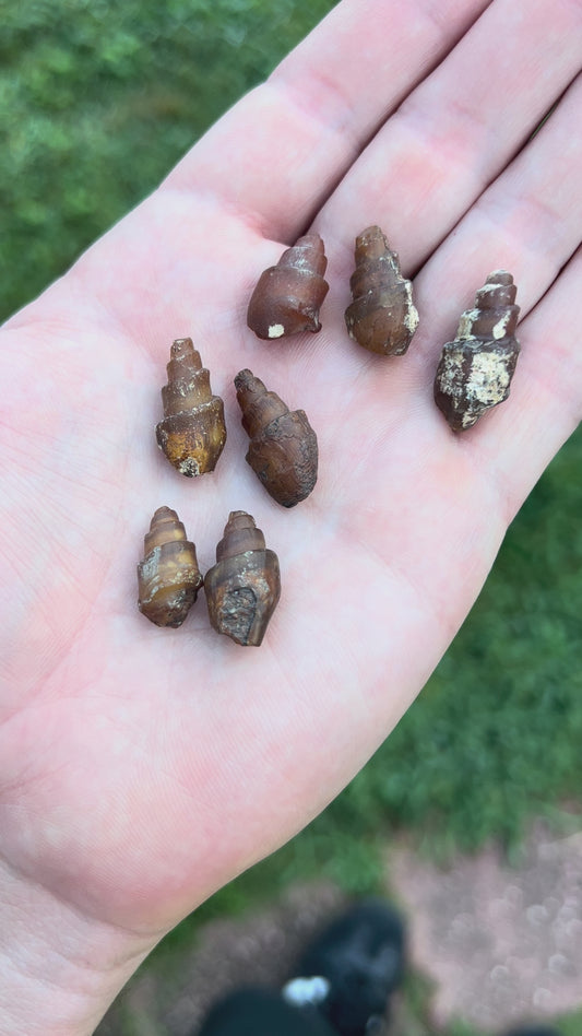 Agatized Sea Shells